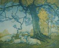 Beech Tree, York Hills -  HAINES