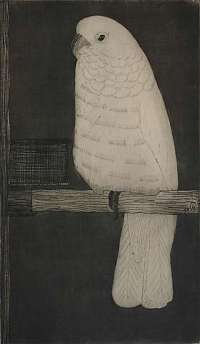 Cockatoo (Kaketoe) -  MESQUITA