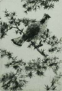 Grouse on a Pine Bough -  BENSON