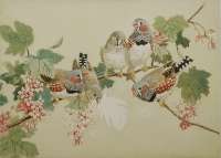 Zebra Finches - AUSTEN