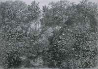 Bosbeek met Schermbloemen (Forest Brook with Umbellifers) -  VAN GELDER